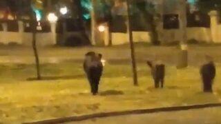 İzmir'de şoke den görüntü! Yaban domuzları şehir merkezine indi