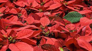 Atatürk çiçeği bakımı, sulaması, budaması, çoğaltması nasıl yapılır?