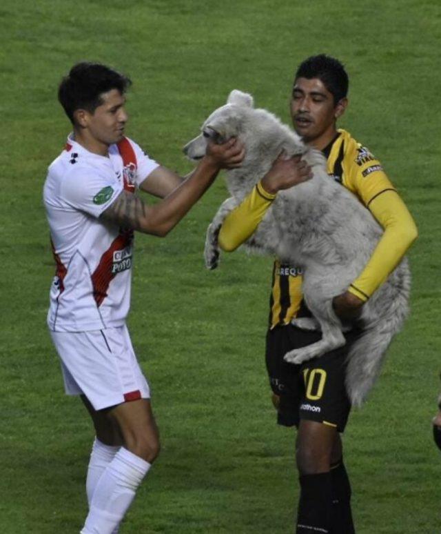 Bir köpek Bolivya’da oynanan maçın yarıda kesilmesine neden oldu, komik