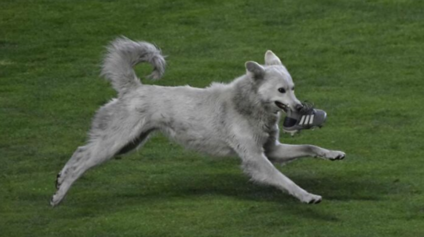 Bir köpek Bolivya’da oynanan maçın yarıda kesilmesine neden oldu, komik anlar yaşandı!