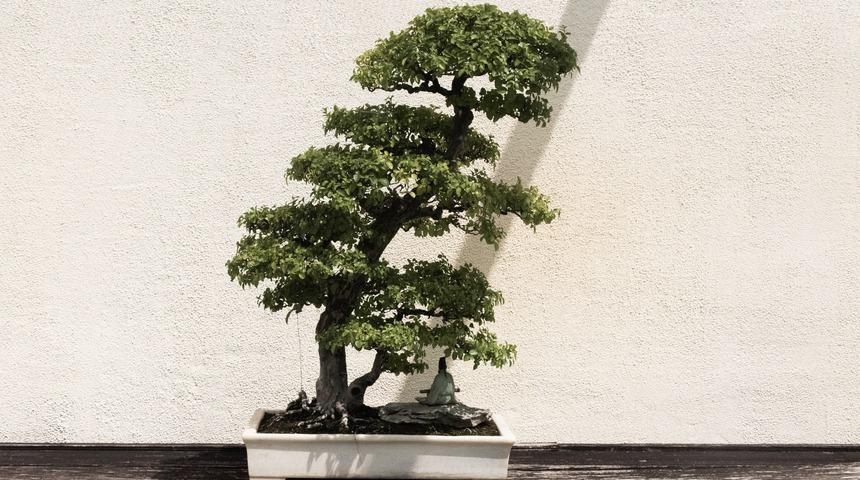 Bonsai bakımı, sulaması, budaması, &ccedil;oğaltması nasıl yapılır?