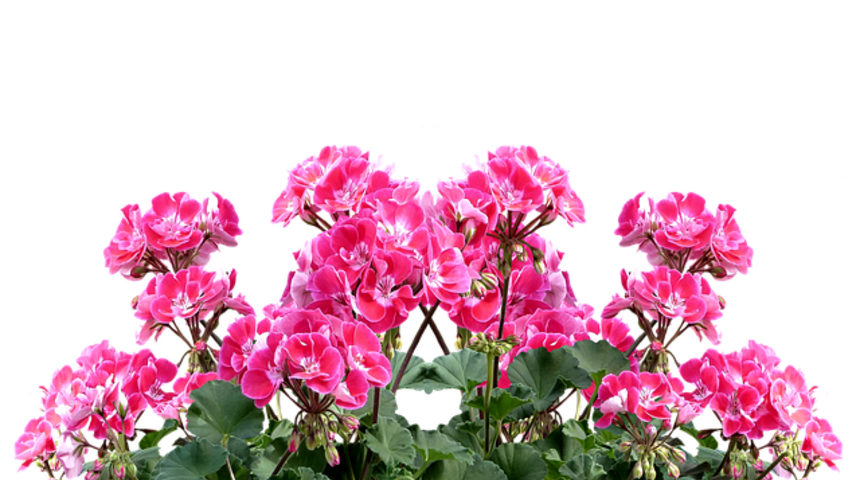 Sardunya bakımı, sulaması, budaması, &ccedil;oğaltması nasıl yapılır?