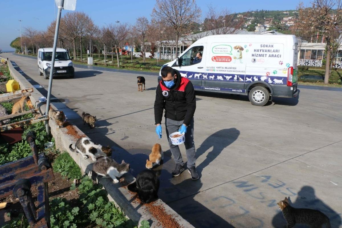 Kartal Belediyesi, 4 g&uuml;nl&uuml;k kısıtlamada sokak hayvanlarını unutmadı