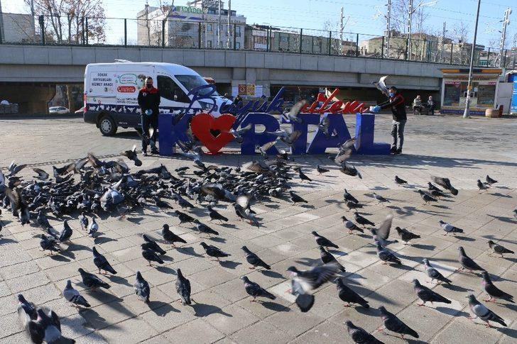 Kartal Belediyesi, 4 günlük kısıtlamada sokak hayvanlarını unutmadı G5