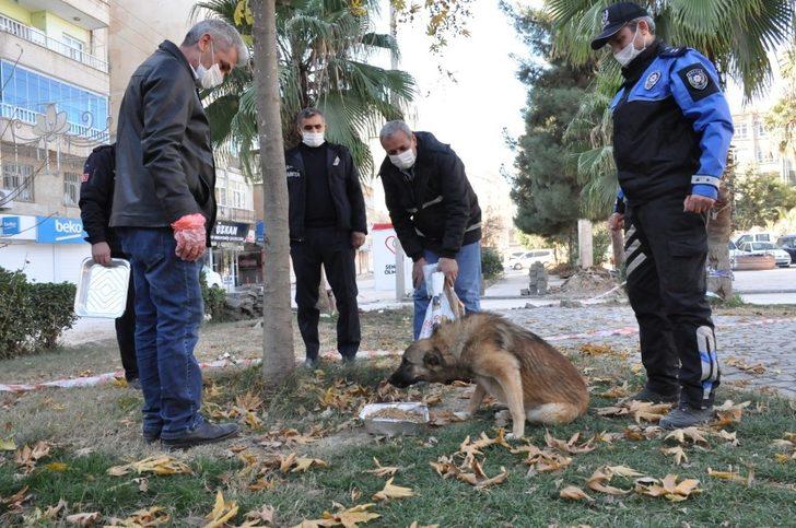 Kızıltepe’de sokak hayvanlarının sağlık kontrolleri yapılıyor G2