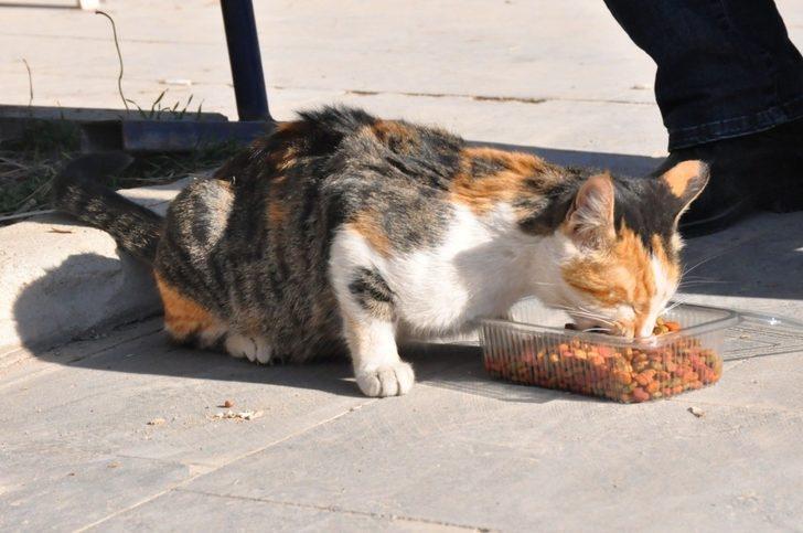 Kızıltepe’de sokak hayvanlarının sağlık kontrolleri yapılıyor G3