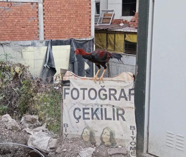 Horozlar da fotoğraf çektirdi