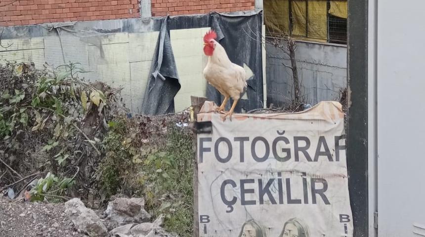 Horozlar da fotoğraf &ccedil;ektirdi