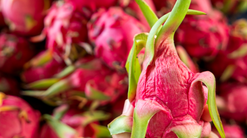 Bağışıklık sistemini çelik gibi yapıyor! Ejder meyvesinin bilinmeyen faydaları