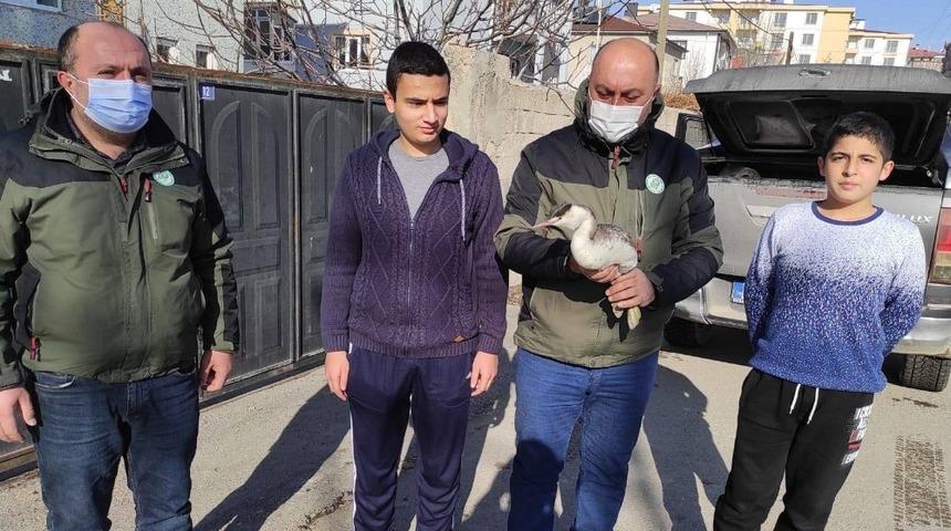 Van&rsquo;da bitkin halede bulunan Bahri kuşu tedavi altına alındı