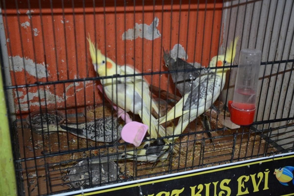 Pandemi Sinop&rsquo;ta kuş satışlarını arttırdı
