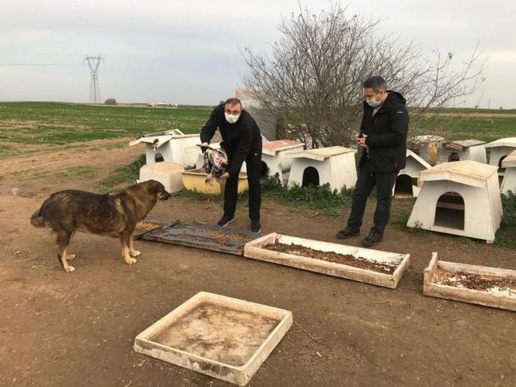 Kaymakam Taşçı ve Başsavcı Yiğiter, sokak hayvanlarını unutmadı G2