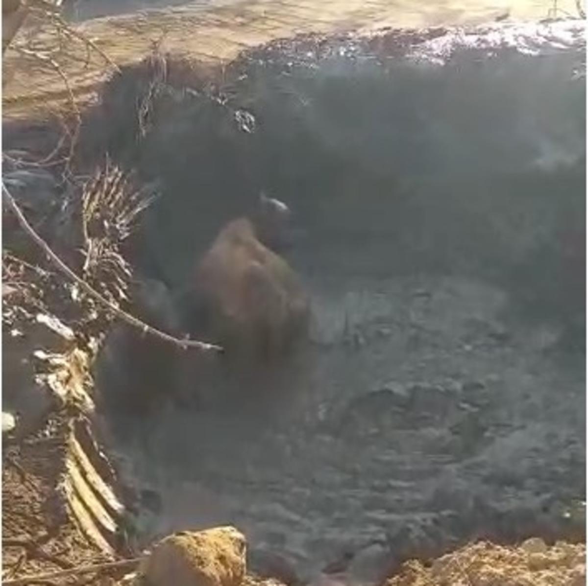 Bing&ouml;l&rsquo;de &ccedil;amura saplanan inek kurtarıldı
