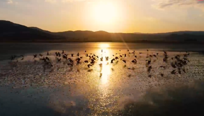 Yarışlı Gölü hayran bıraktı, Vali Arslantaş sosyal medyadan paylaştı! Yarışlı Gölü nerede? Türkiye’de flamingolar nerede yaşar?