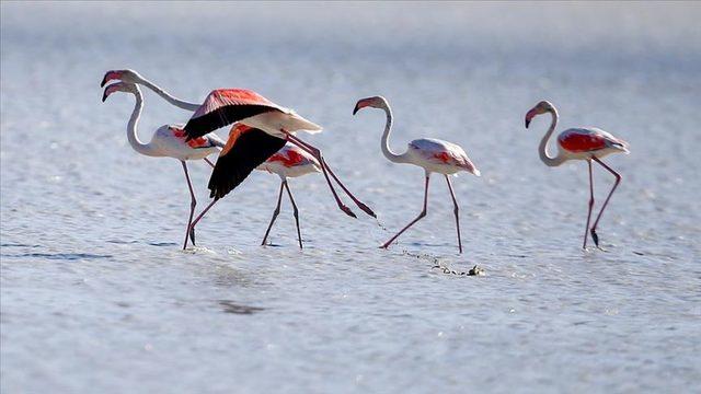 yarışlı gölü flamingo