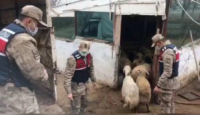 18 hayvanı çalınan besicinin yüzünü jandarma güldürdü