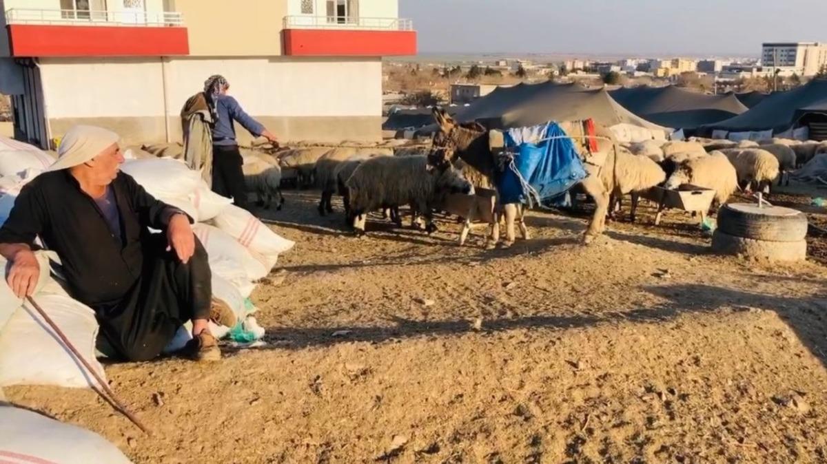Şanlıurfa&rsquo;da g&ouml;&ccedil;erler mera alanı bulamıyor