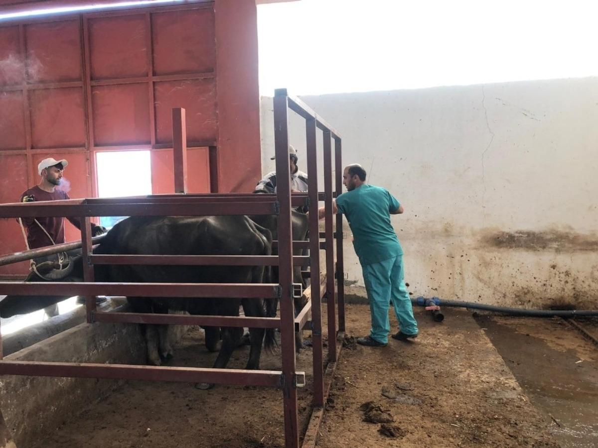 Mandalarda Suni Tohumlama Uygulamasının Yaygınlaştırılması Projesi başladı