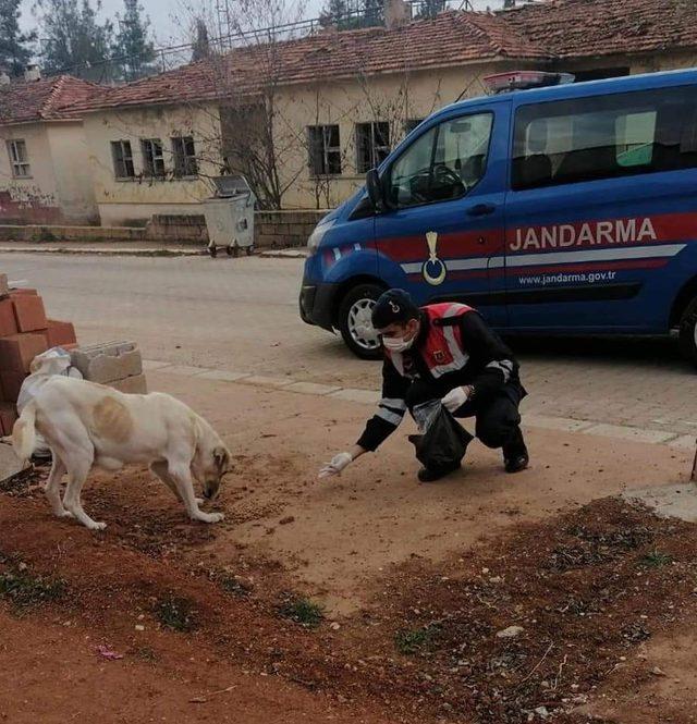 Denizli’de jandarma ekipleri 4 günlük kısıtlamada sokak hayvanlarını unutmadı