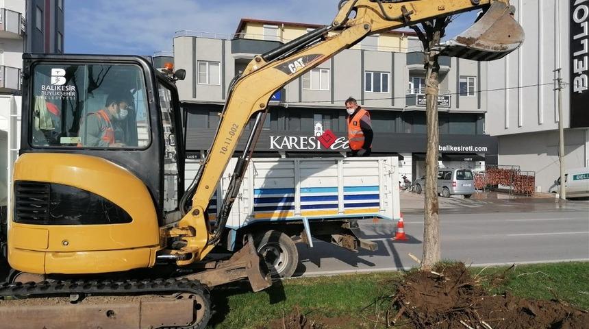 Egzoz gazından zarar g&ouml;ren ağa&ccedil;lar yenileniyor