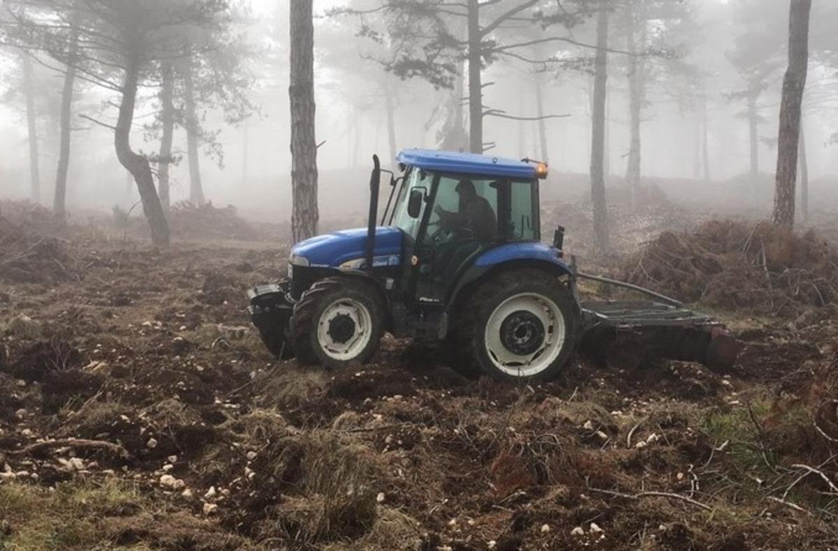 Bolu Aladağ&rsquo;da doğal gen&ccedil;leştirme &ccedil;alışmaları tamamlandı