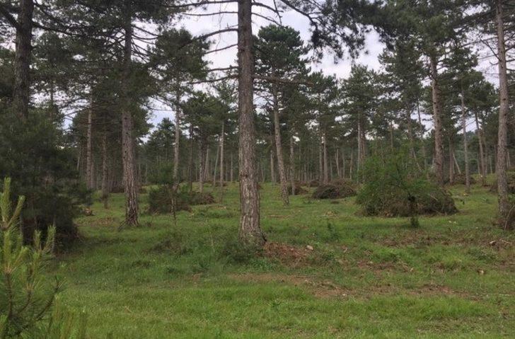 Bolu Aladağ’da doğal gençleştirme çalışmaları tamamlandı G2