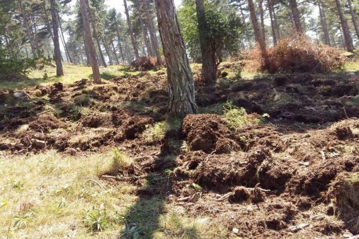 Bolu Aladağ’da doğal gençleştirme çalışmaları tamamlandı G3