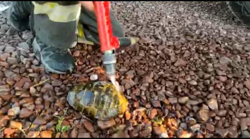 Kocaeli'de alevlerin arasında kalan kaplumbağayı itfaiye kurtardı