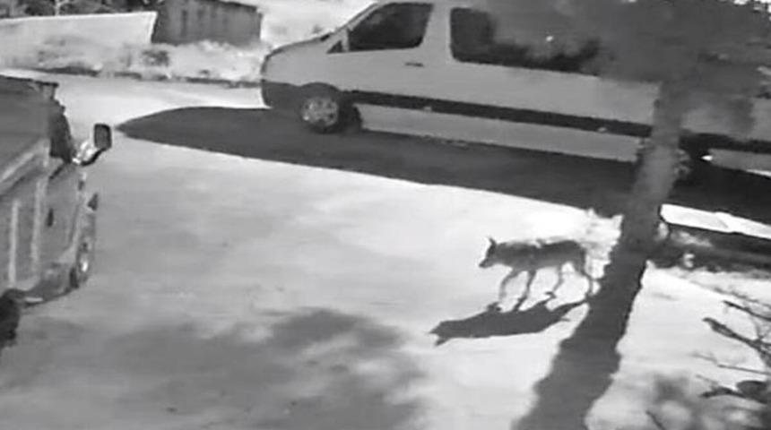 G&ouml;r&uuml;nt&uuml; Giresun'dan! A&ccedil; kalan kurtlar şehre indi