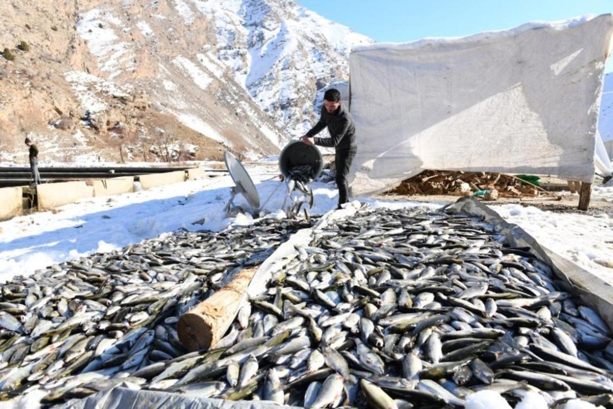 &Ccedil;atak&rsquo;da oksijensiz kalan 12 ton alabalık telef oldu