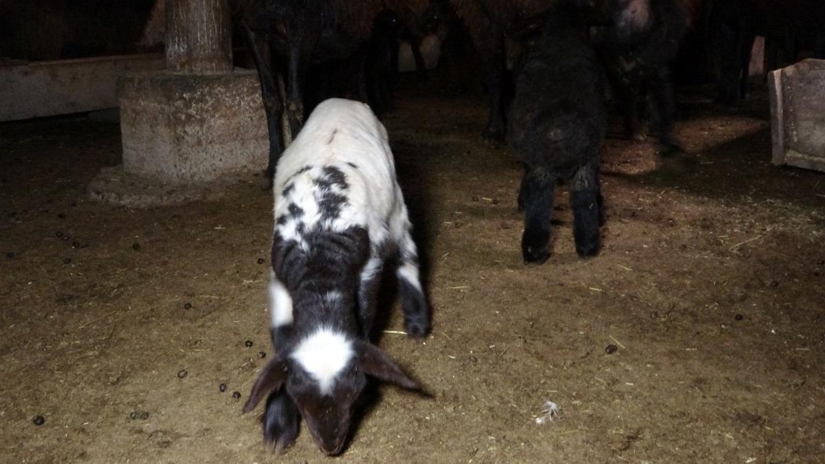 Muş&rsquo;ta 650 bin koyun ve ke&ccedil;iden 500 bin yavru bekleniyor