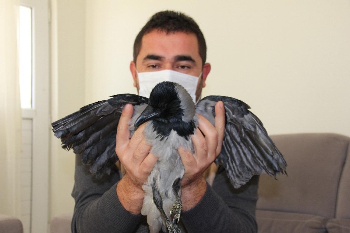 U&ccedil;amayan karganın kanatlarının kesildiği anlaşıldı