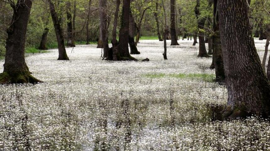 Galeriç Ormanı nerede, nasıl gidilir? Galeriç Subasar Ormanı
