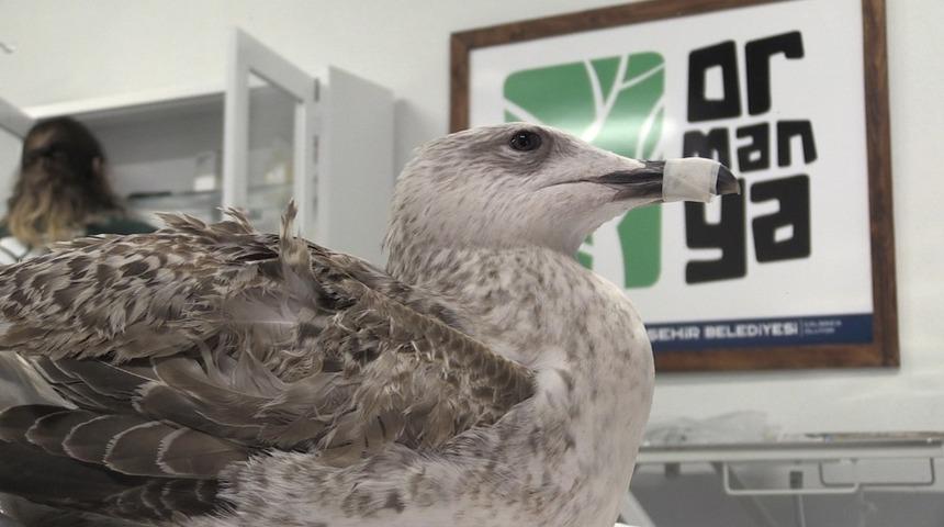 Yaralı martı Ormanya&rsquo;da tedavi ediliyor