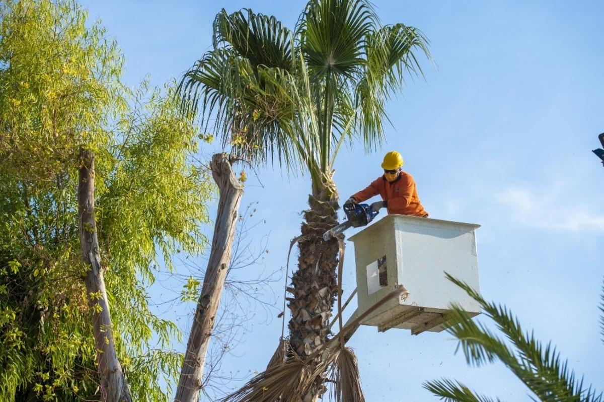 Sahildeki palmiyeler budanıyor