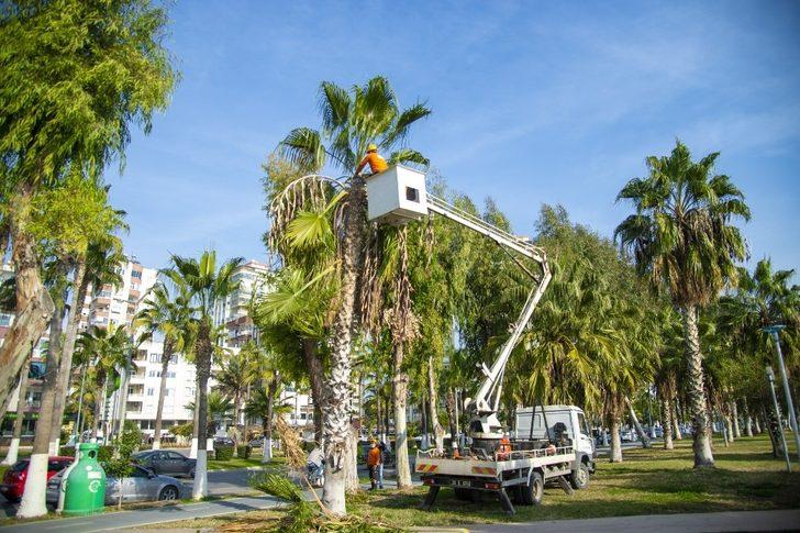 Sahildeki palmiyeler budanıyor G2