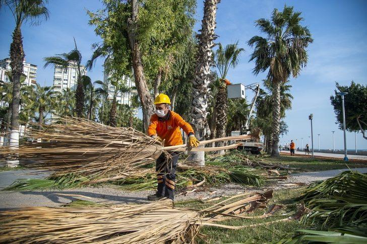 Sahildeki palmiyeler budanıyor G3