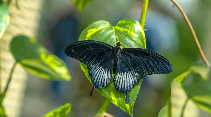 Tropikal kelebek bahçesi - Konya tropikal kelebek bahçesi nerede, giriş ücreti