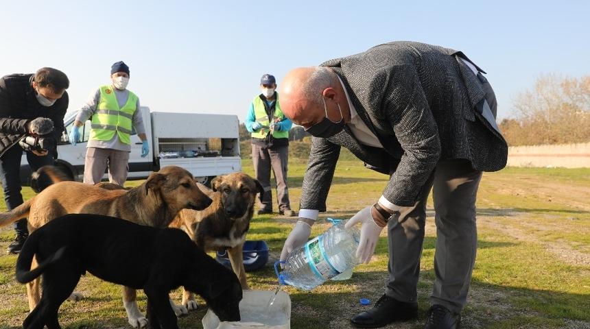 Darıca&rsquo;da sokak hayvanlarına 14 ton mama desteği