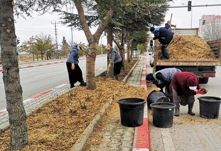 Karaman’da budanan ağaçlar gübre olarak kullanılıyor G1