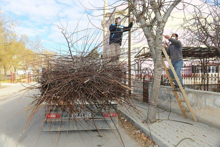Karaman’da budanan ağaçlar gübre olarak kullanılıyor G3