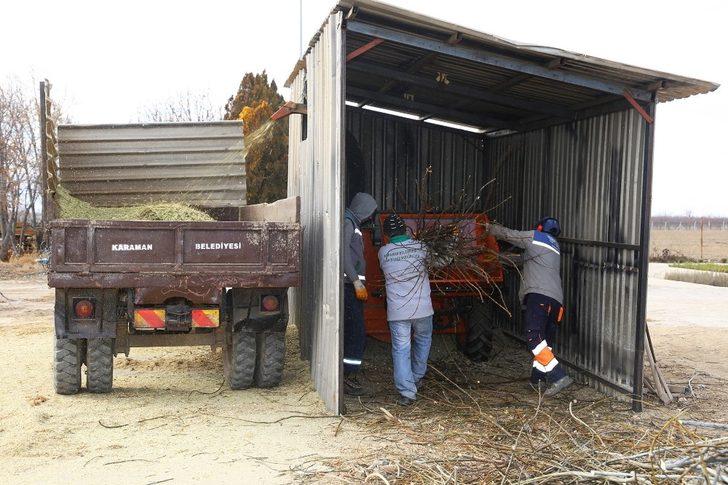 Karaman’da budanan ağaçlar gübre olarak kullanılıyor G4