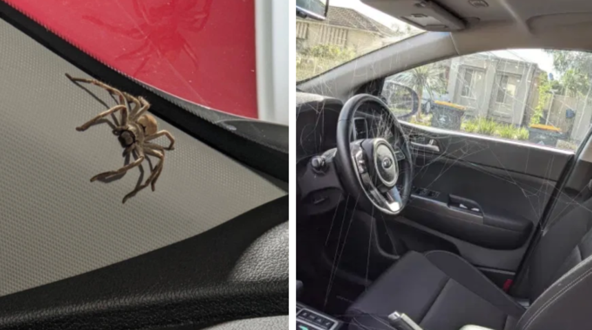 İnanılmaz! Arabasından yüzlerce örümcek yavrusu çıktı