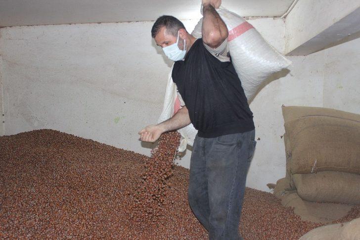 Giresun’da serbest piyasada fındık fiyatları 23 lira 50 kuruş civarında seyrediyor G2