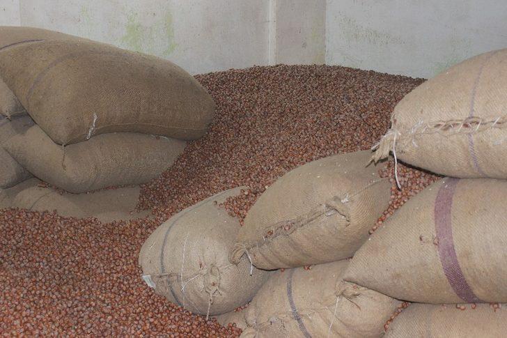 Giresun’da serbest piyasada fındık fiyatları 23 lira 50 kuruş civarında seyrediyor G3