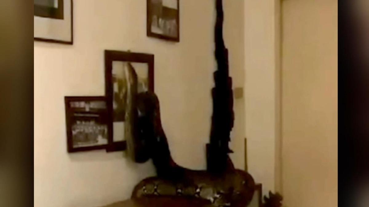 Tayland&rsquo;da 3,5 metrelik dev piton salonu talan etti