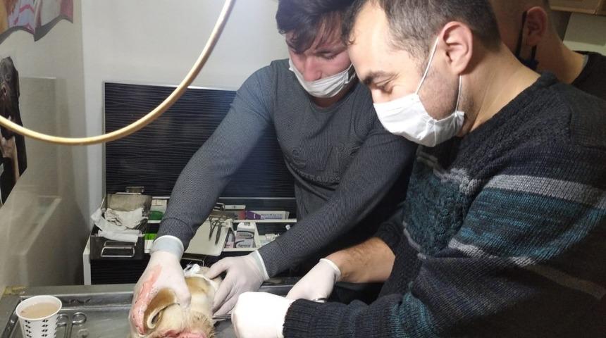 Yaralı k&ouml;pek tedavi ettirildi