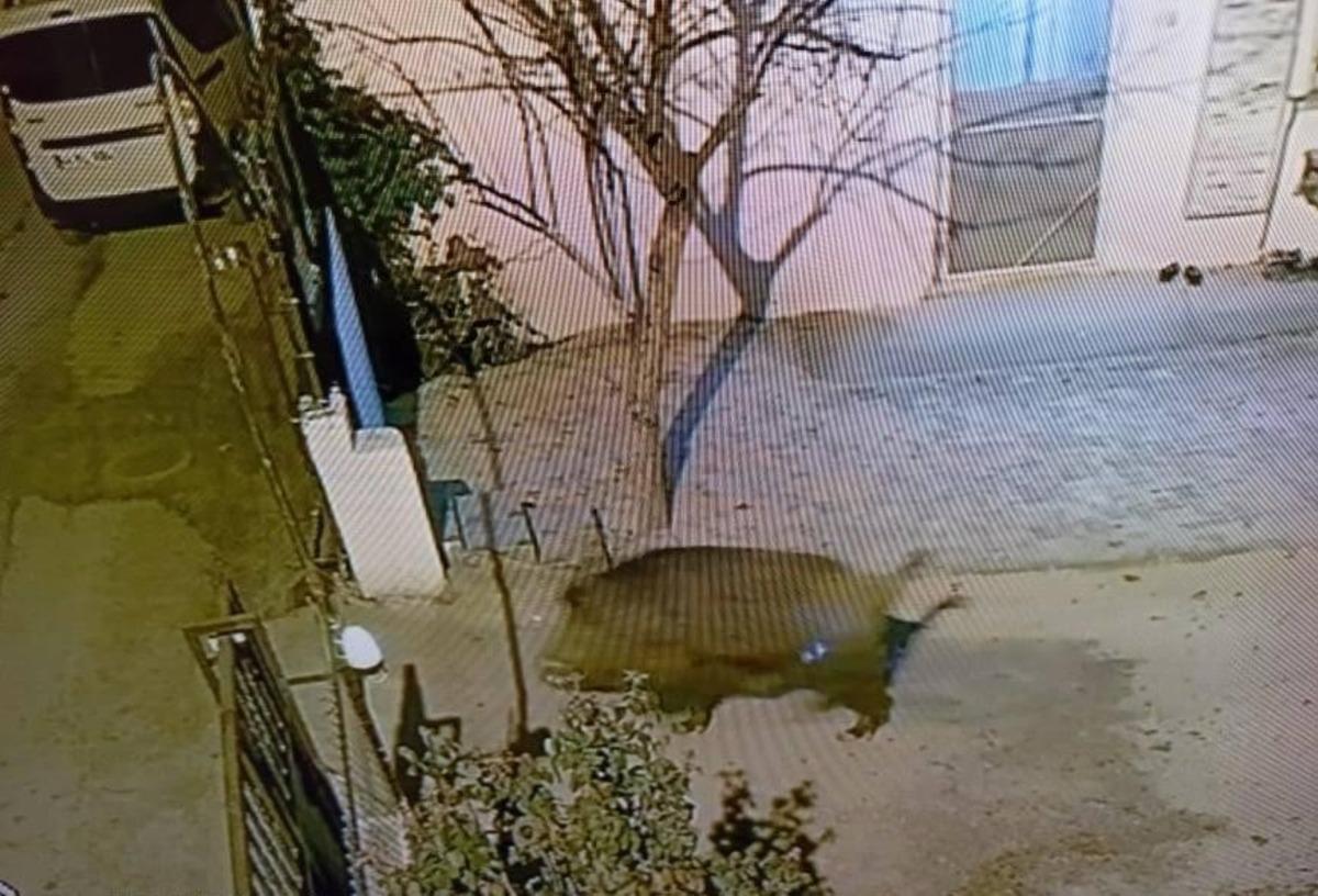 Darende&rsquo;de domuzlar şehre indi
