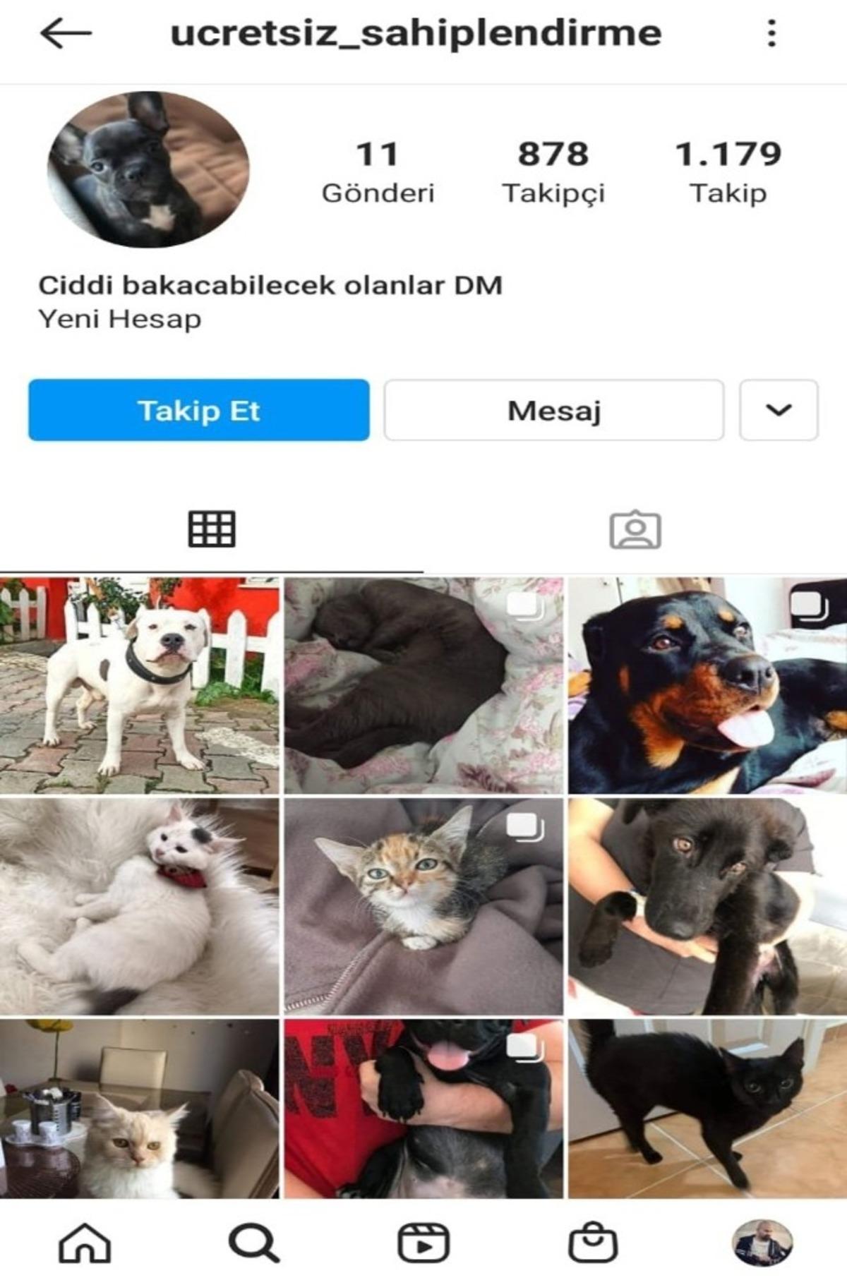Hayvan sahiplendirme bahanesiyle dolandırıcılık