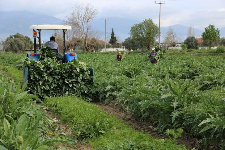 Enginar pazarın gözdesi haline geldi G3